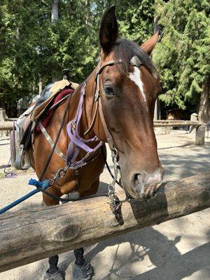 Lang's Horse & Pony Farm Services