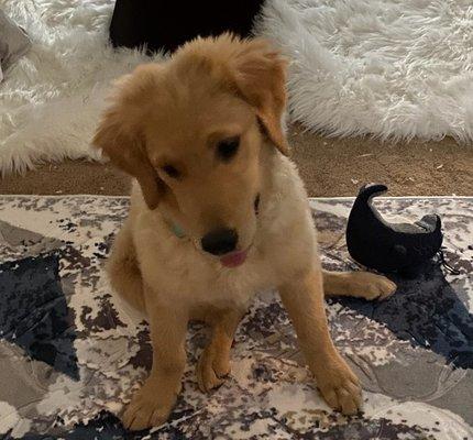 Animal Health Services