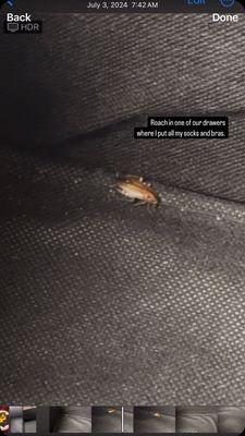 Roach in our drawers where we put our own clothes