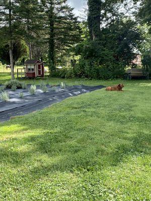 Lakeside Lavender and Herbs