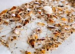 Bug's Life pest N termite