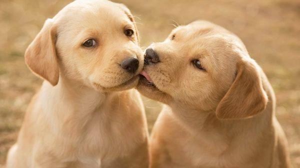 NononsenseK9 Training & Behavioral Services