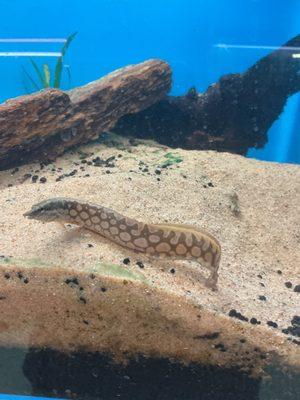 Koi Smart