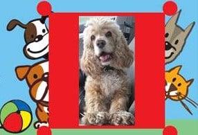 Fuzzy Paws Superior Pet Care