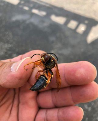 Pest Invaders Solution