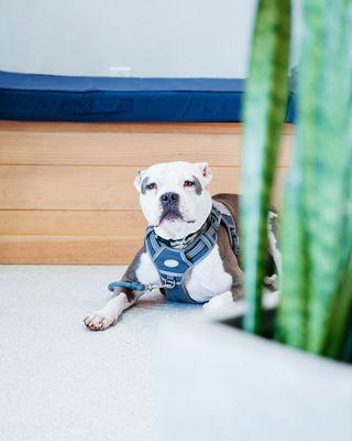 Coast Veterinary Services