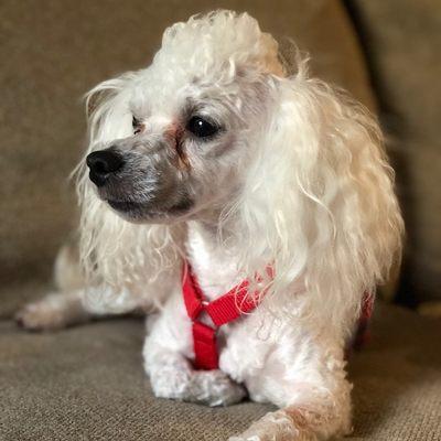 Lavish Pets Curbside Grooming