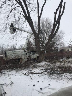 Maloney's Tree Service