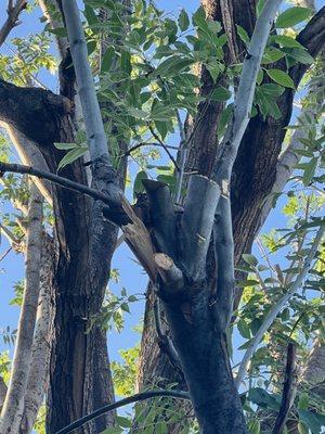 Letting branches break rather than making clean cuts.