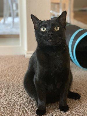 Garland Pawsibilities