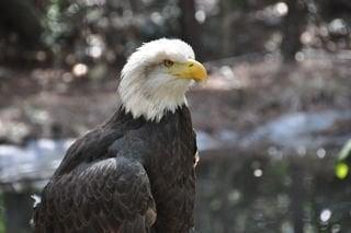 Center for Wildlife Education