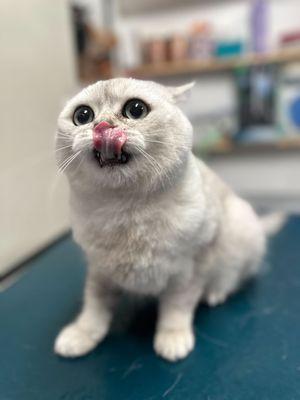 Bothell Pet Hospital - Veterinary Clinic