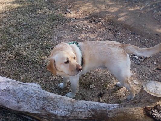 Wagging Tails 'N Happy Trails