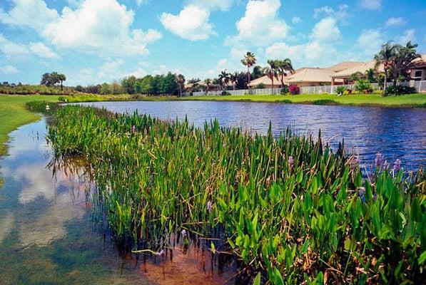 Lake & Wetland Management