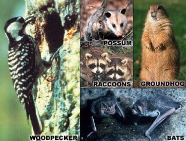 Alfred Animal and Pest Control