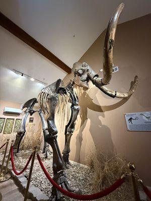 Museum of Native American History