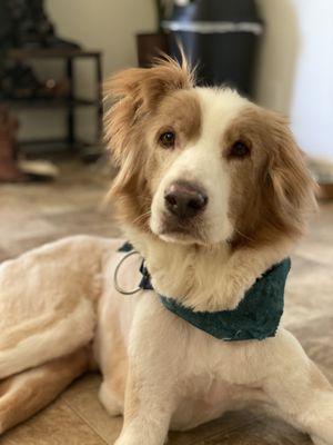 Kritter Kreations Pet Salon