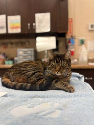 ALL Creatures Veterinary Center