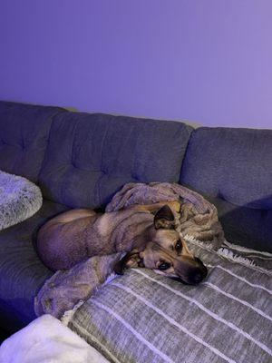 Sit and Stay Central Oregon