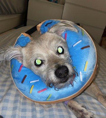 Westside Veterinary Hospital