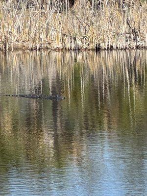 Alligator Creek Preserve