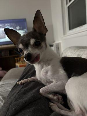 Companion Animal Hospital of Milford