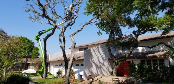 Dan's VIP Tree Service