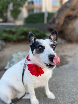 The Castro Animal Hospital