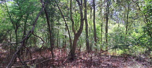 Frenchtown Road Conservation Area