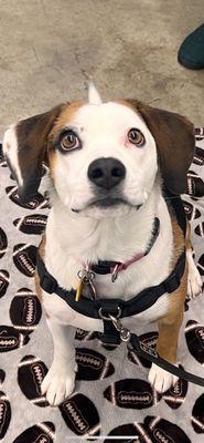 Canine Performance Dog Training