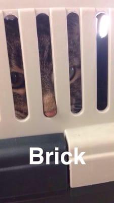 Kent County Animal Shelter