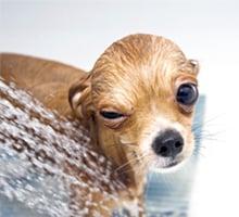 Creative Pet Designs