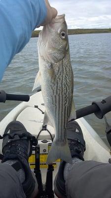 Caught this 24" Striper on a Hobie Mirage Outback. We have ton's of fishing kayaks in stock ready to ship.