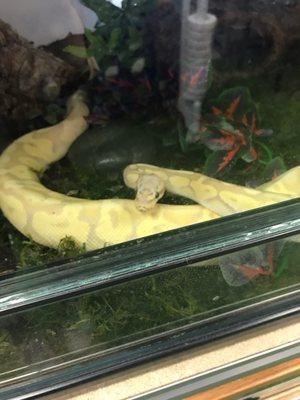 Infinity Shakes Snake Cafe