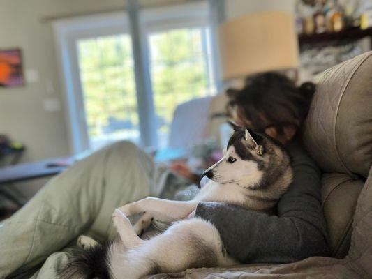Oceanside Animal Hospital