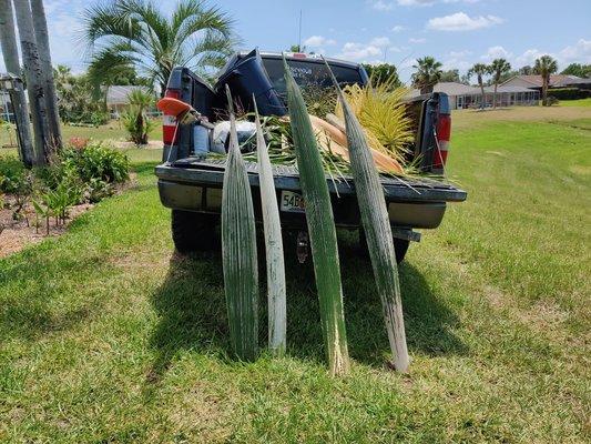 These seed pods get pretty heavy...