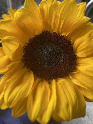 Sunflowers from my favorite flower shop 3