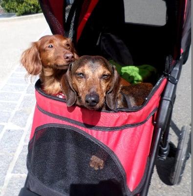 Canines love Antiquing!