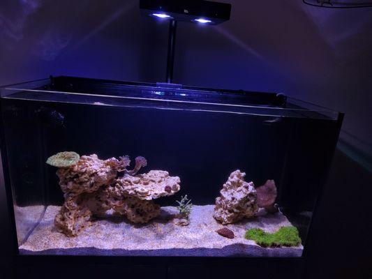 My newest 35 tank setup in 2025 Thanks to Barrier Reef. They can still work with you even without a storefront.