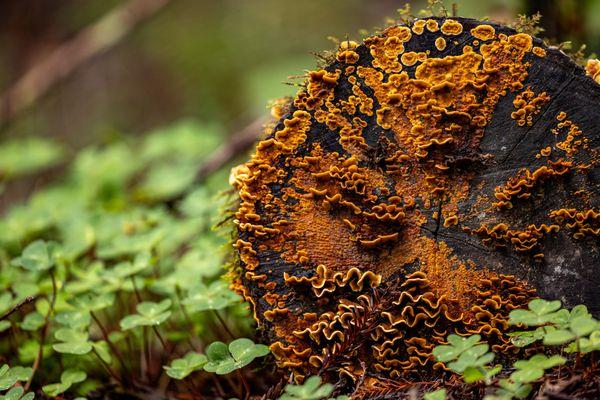 Henry Cowell Redwoods State Park