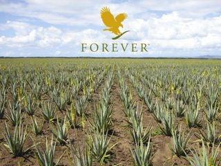 7,500 Acres of Aloe In Dominican Rep.
