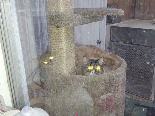 Jean's Cats Only Kennel