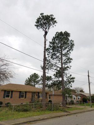 Strategic Arbor Works