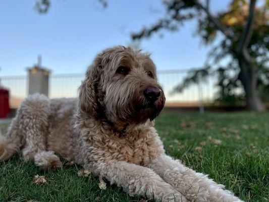 Peaceful Veterinary Care