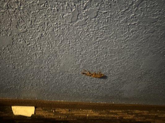 Mysterious substance hanging on the wall.