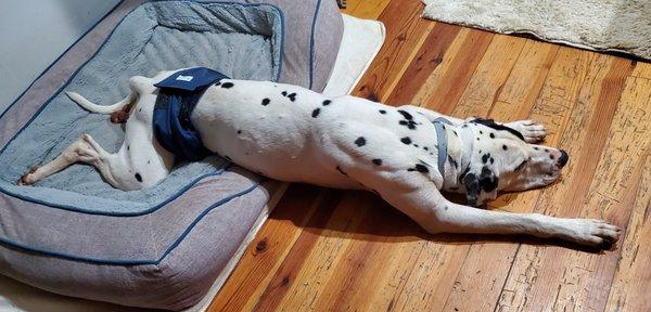 Moore Humane Society