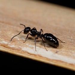 Earth Friendly Pest Control