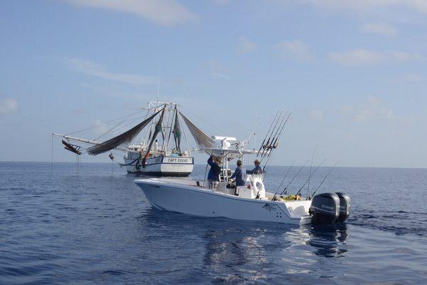 Fishing around shrimp boats usually guarantees a bite.