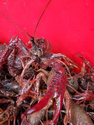 Crawfish