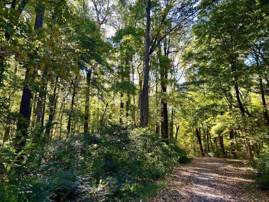Strolling into Mid Autumn